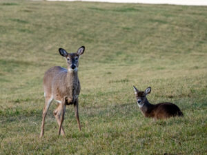 Morgantown archery hunt results in 1,300 pounds of donated venison